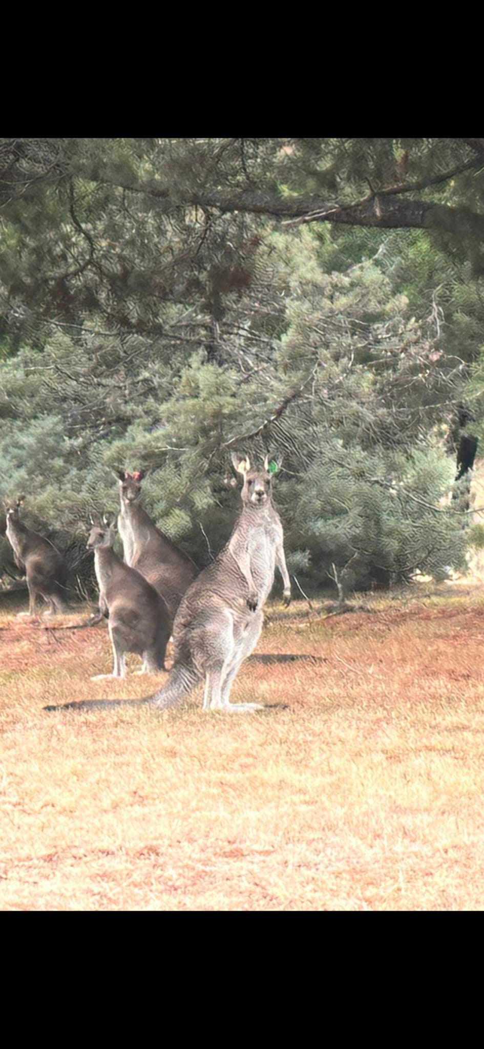 Avustralya–Türkiye dostluğunun en sevimli sembolü: “Geli”